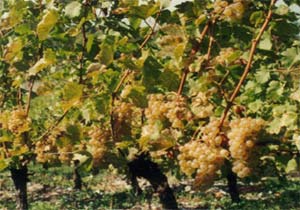 vigne gite viticole gard herault 